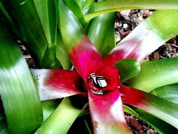 Close up of red plant