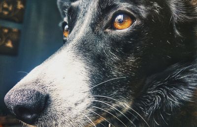 Close-up portrait of dog