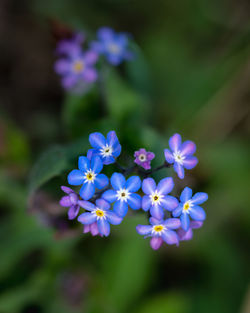 Close-up of purple flowering plants