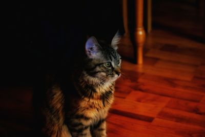 Cat looking away while sitting on hardwood floor