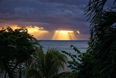 Palm trees against sea during sunset