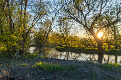 Scenic view of river in forest during sunset