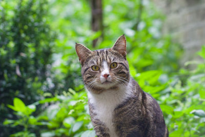 Portrait of cat