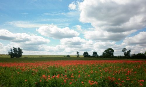 Scenic view of flower field against sky