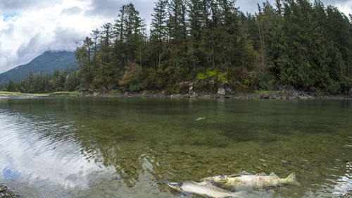 Scenic view of lake by trees against sky