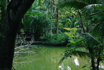 Trees growing in forest