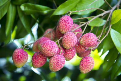 Close-up of raspberries on tree