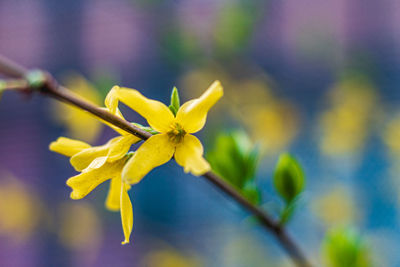 Close-up of yellow flowering plant