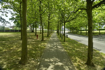 Footpath amidst trees in park