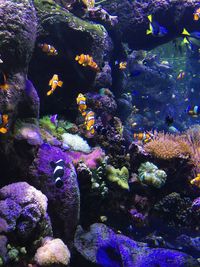 Close-up of fish swimming in aquarium