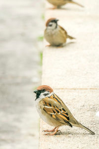 Close-up of bird perching