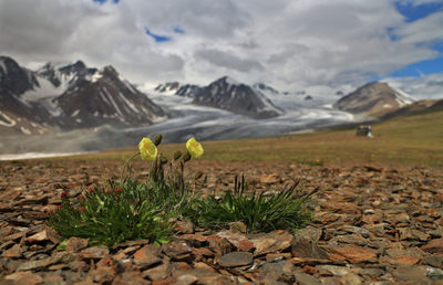 Scenic view of snowcapped mountains against sky