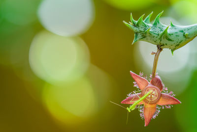 Close-up of grasshopper on flower