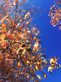 Low angle view of autumnal tree against clear blue sky