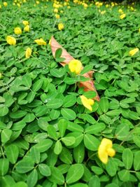Close-up of yellow flowers blooming outdoors