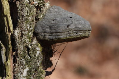 Close-up of lizard on tree trunk