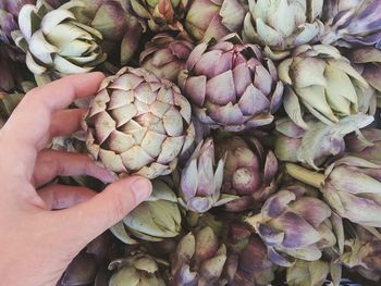 High angle view of human hand for sale at market stall