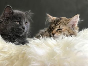 Portrait of cat with kitten