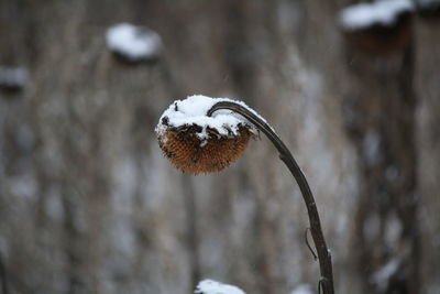 Close-up of snow on plant