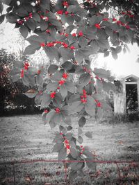 Close-up of red flowering plants hanging from tree