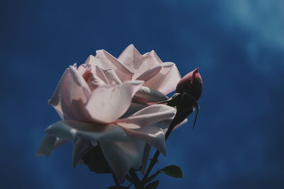 Close-up of white flowering plant against blue sky