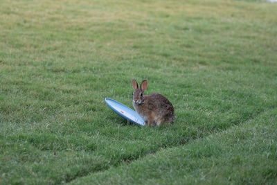 European rabbit is a species of rabbit native to southwestern europe - oryctolagus cuniculus