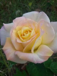 Close-up of yellow rose blooming in garden