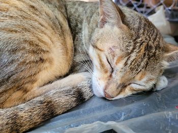 Close-up of cat sleeping on bed