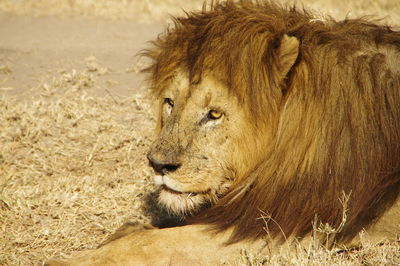 Close-up of lion