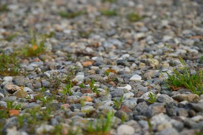 Close-up of pebbles