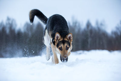 Portrait of dog on snow covered land