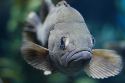 Close-up of fish swimming in sea