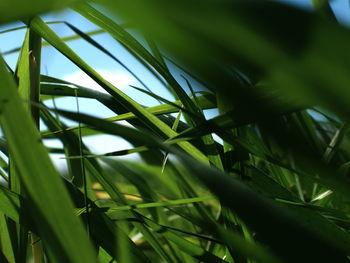 Close-up of plants growing against sky