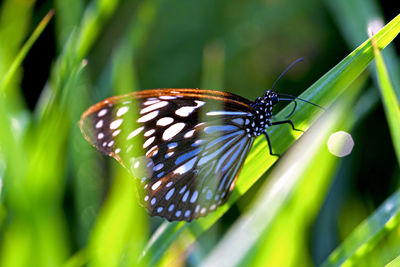 Close-up of butterfly on leaf