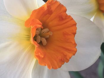 Close-up of orange flower