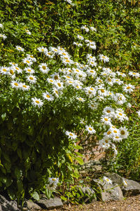 Close-up of white flowers