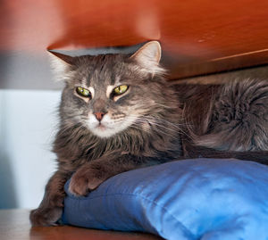 Portrait of cat relaxing on sofa