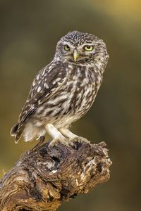 Close-up of owl perching on branch