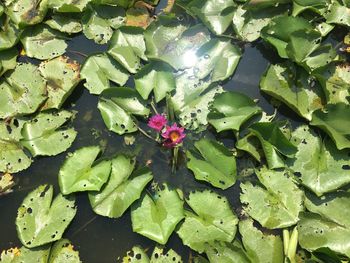 High angle view of green leaves floating on water