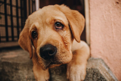 Close-up portrait of dog