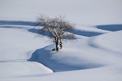 Bare tree on snow covered land