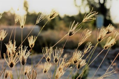 Close-up of stalks in field