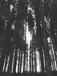 Low angle view of bamboo trees in forest