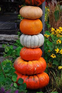 Pumpkins in pumpkin