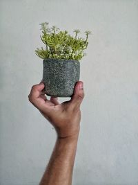 Close-up of hand holding plant against white background