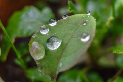 Close-up of water drops on leaf