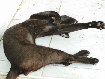 High angle view of dog relaxing on floor