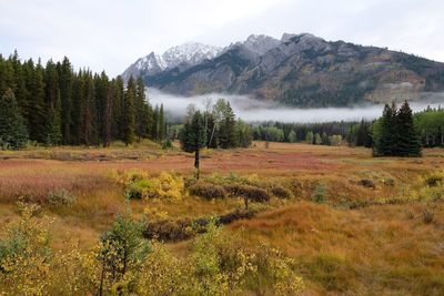 Scenic view of field against mountains