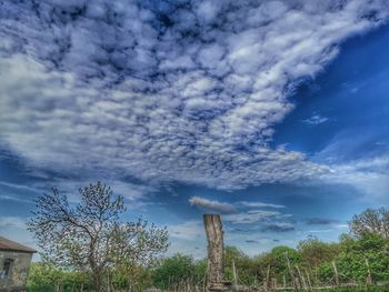 Low angle view of trees against sky
