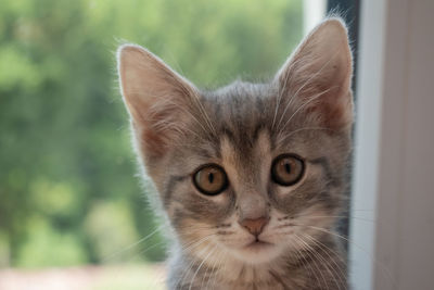 Close-up portrait of tabby cat